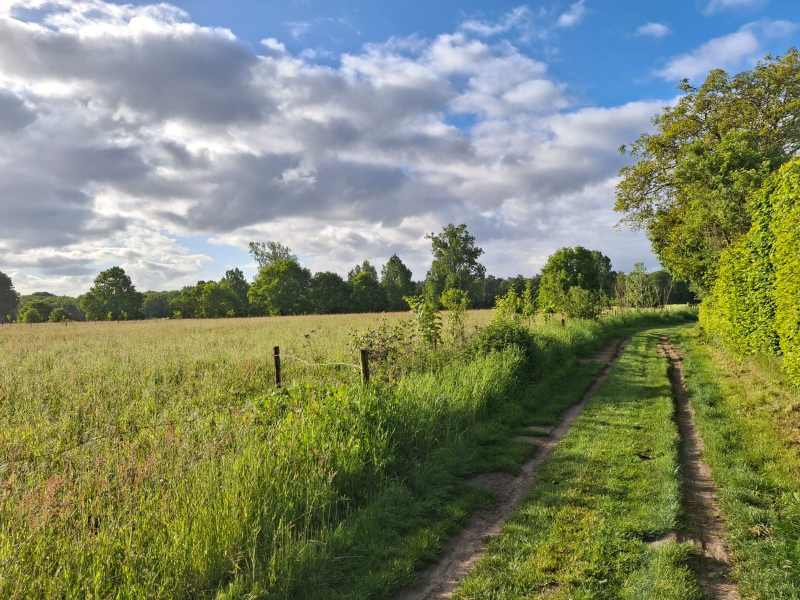 De omgeving
